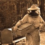 Devenir apiculteur : les formations à suivre